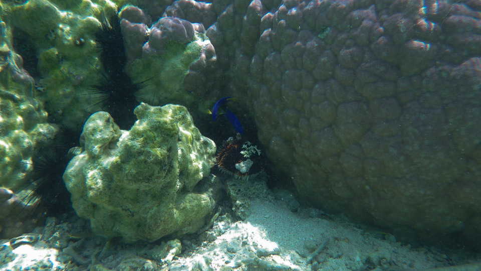 IMGP0269.jpg Sous l eau - Huahine - Copyright : See Otherwise 2012 - 2026